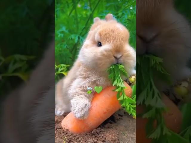 #trending #rabbits #fruit