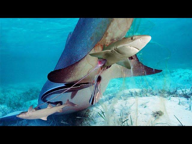 Mother Shark giving birth in the deep sea