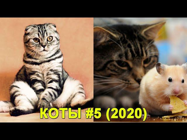 КОТЫ Смешные Кошки 2020 Приколы С Котами и Кошками Funny Cats | Funny & Happy