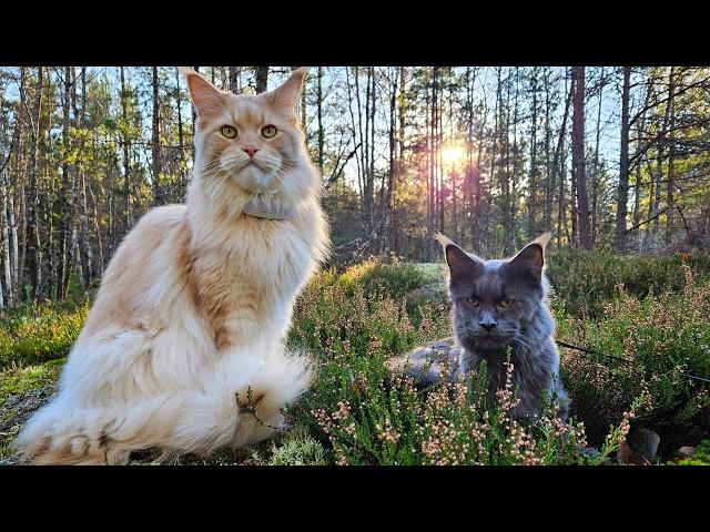 A Day in the Forest with Maine Coons Buster & Luna!