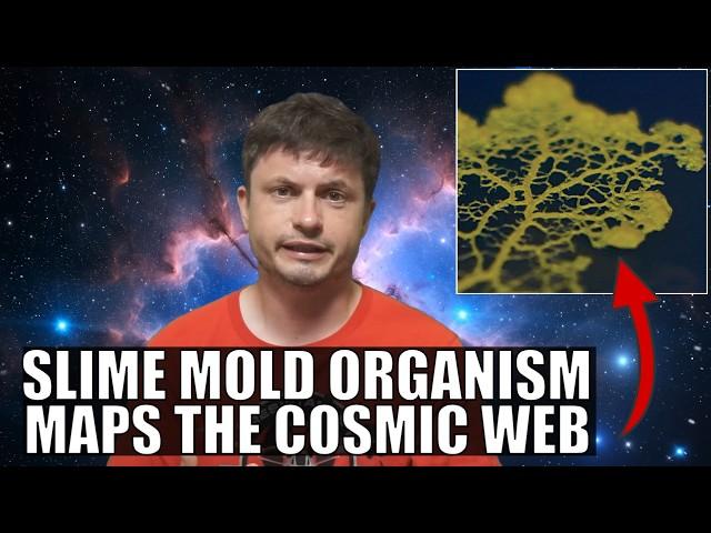 Slime Mold Organism Maps the Cosmic Web and Finds Something Interesting