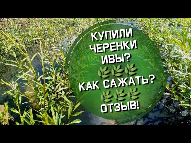 Купили черенки ивы? Как сажать иву? Когда сажать иву? Отзыв!