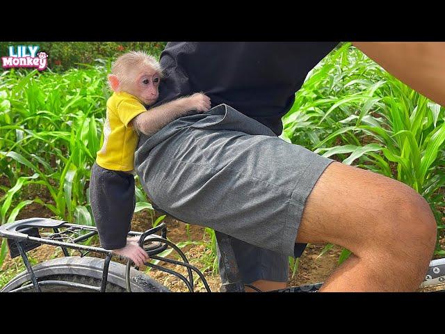 Sweet moments of Monkey Lily and Dad | Full version