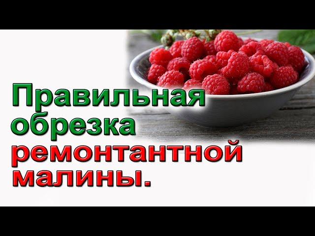 Способы обрезки ремонтантной малины