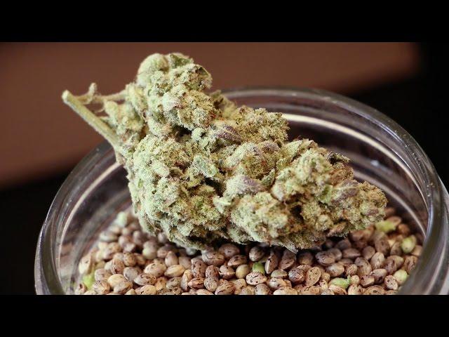 Seed to Strain: DNA Genetics Amsterdam and LA Confidential