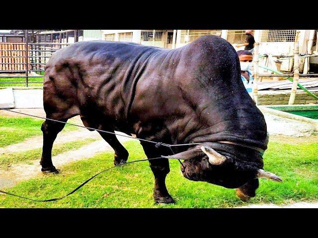 13 Biggest bulls of different breeds | Brownie's Ranch