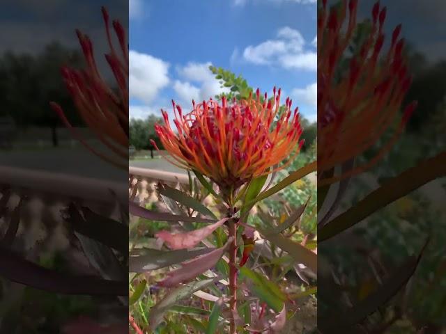 Leucospermum Tango #proteas #plants #outdoorliving