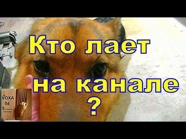 Кто лает на канале ?