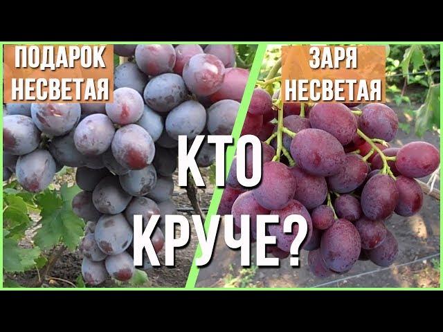 Сорт винограда Заря несветая против Подарок несветая. Кто лучше?