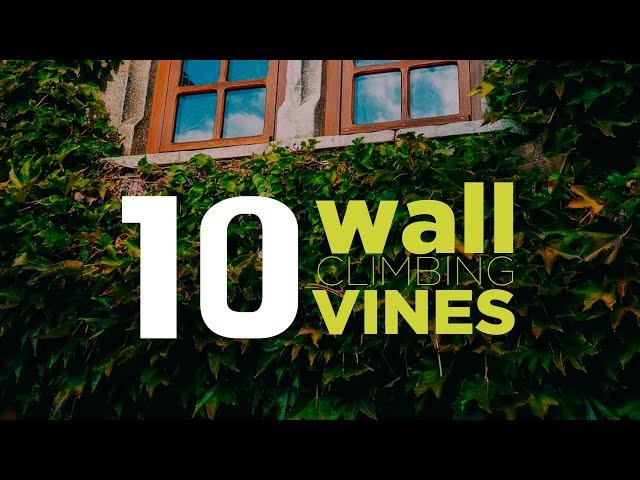 10 Popular Wall Covering Vine Plants You Must Consider for Your Walls