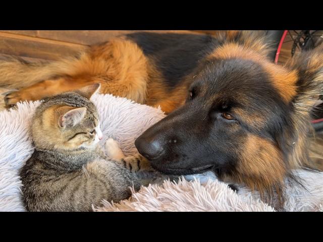 Kittens Refuse to Sleep Without Their Beloved German Shepherd