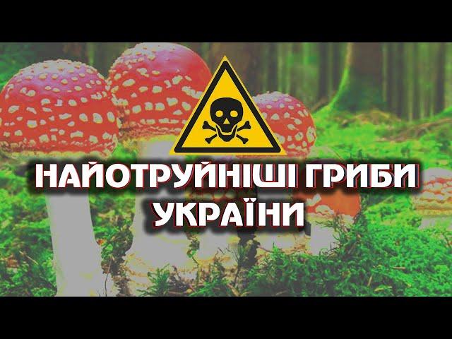 ТОП 10 Найотруйніших грибів України! Гриби України. ОБЕРЕЖНО! ОТРУЙНІ ГРИБИ!