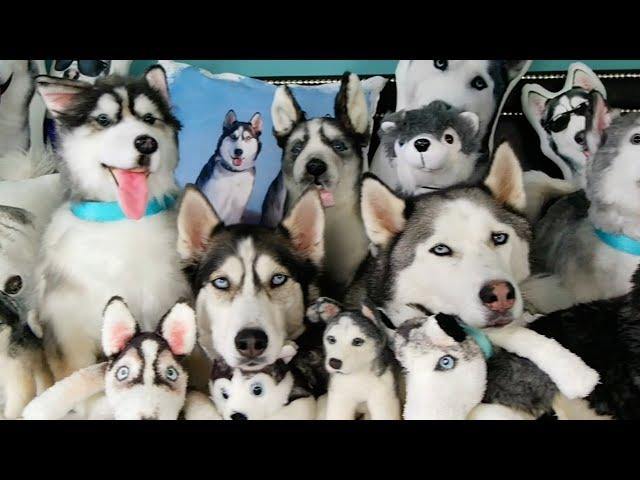 FUNNIEST Husky Compilation Video  30 Minutes 