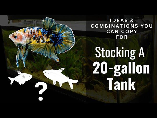 20 Gallon Stocking Ideas YOU CAN COPY!!