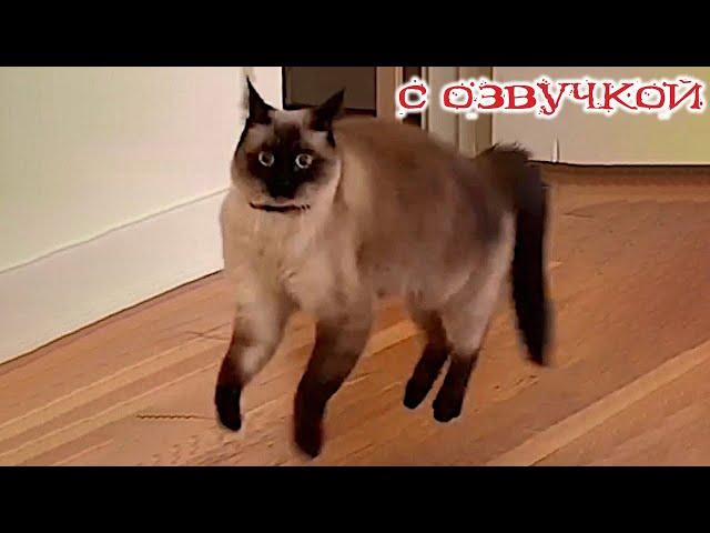 Funny Animal Videos 2024 - Funniest Dogs and Cats Videos #261