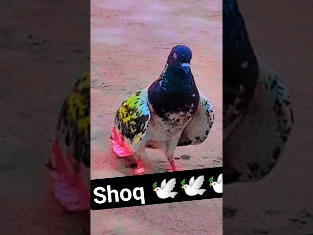 Pakistani kabutar Bazi #pigeon #kabutar