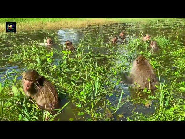 Watch This Family Wild monkeys find food in Ancient pond