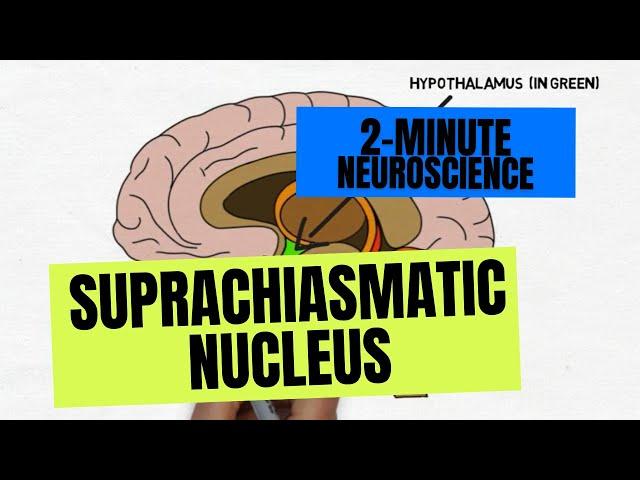 2-Minute Neuroscience: Suprachiasmatic Nucleus