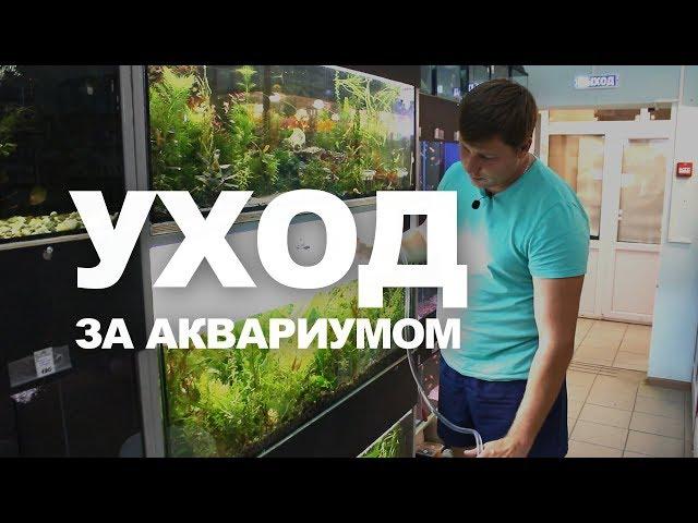 Как чистить аквариум | Типичные ошибки новичков