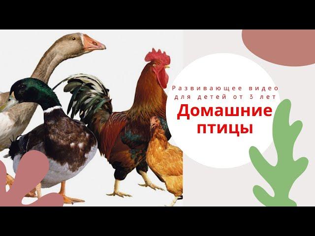 ДОМАШНИЕ ПТИЦЫ. Развивающее видео для детей от 3 лет. Домашние птицы для детей. Раннее развитие