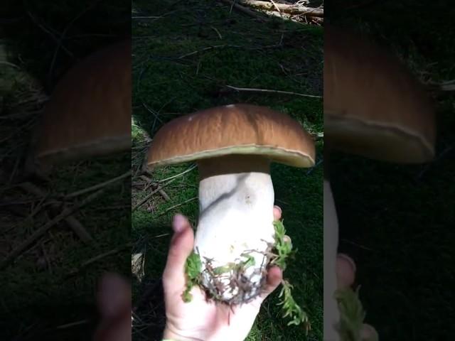 #funghi #porcini #boletus #белыегрибы #грибы #borowiki