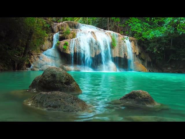 Instant Relief from Stress and Anxiety, Birds Singing in the Forest, Deep Healing Music for The Body