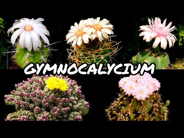 30 ESPÉCIES DE CACTOS DO GÊNERO GYMNOCALYCIUM PARA IDENTIFICAÇÃO | CACTUS TV