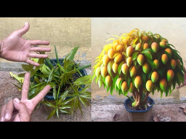 Tips for planting mango branches#