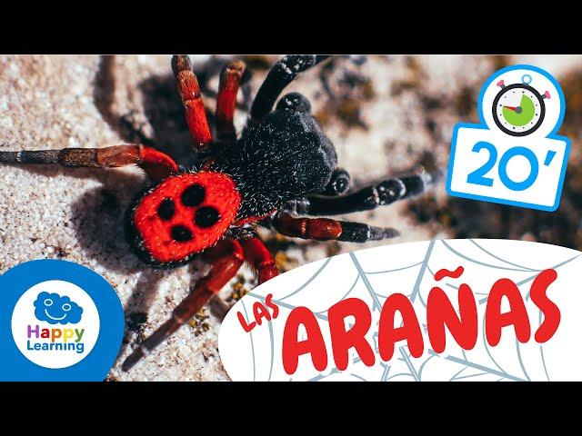 LAS ARAÑAS️ | Animales para niños I Vídeos Educativos para Niños