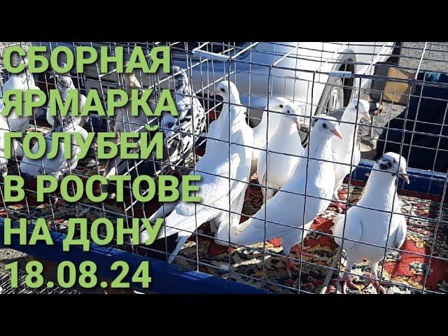 Птичий рынок в Аксае 18.08.24. Сборная ярмарка голубей. Pigeon Fair. Bird Market.