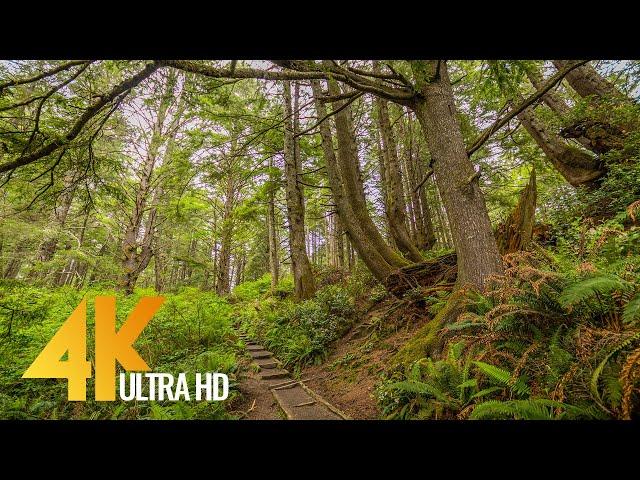 Deep in the Forest 4K 10 bit - Through the Moss Forest to the Ocean - Olympic National Park