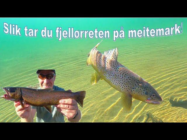 Slik tar du fjellørreten på meitemark! Fiskemetoder, hvor, når og hvordan.  Kilosørreter!