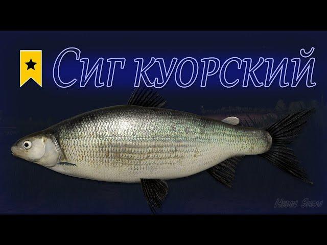 СИГ КУОРСКИЙ  - Трофей на озере Куори РР4