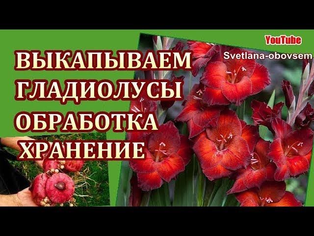 КОГДА ,КАК- ВЫКАПЫВАЕМ ГЛАДИОЛУСЫ.. ОБРАБОТКА И ХРАНЕНИЕ ЛУКОВИЦ ..ВАЖНЫЕ МОМЕНТЫ ..ЭТО НАДО ЗНАТЬ!!