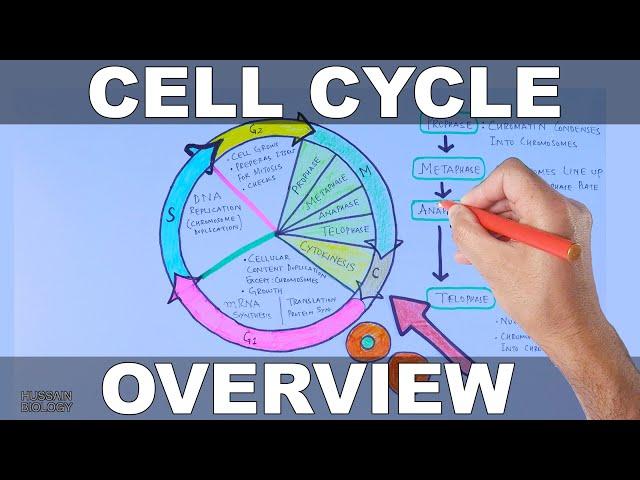 Cell Cycle | Overview