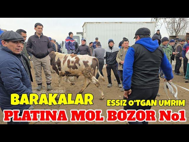 PLATINA MOL BOZOR BARAKALAR NARXLARI DAXSHAT MANA XAQIQIY NARX SAVDOGARLARNI XAQQI QOMADI