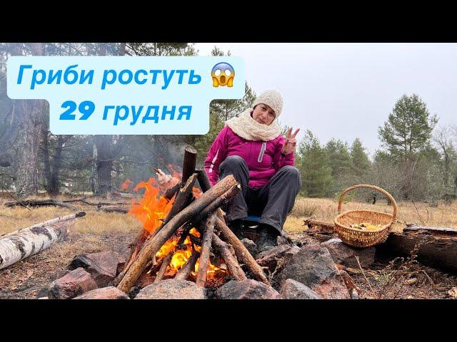 Гриби ростуть 29 грудня. Закриття сезону 2024. Київщина. Вишгородський район.