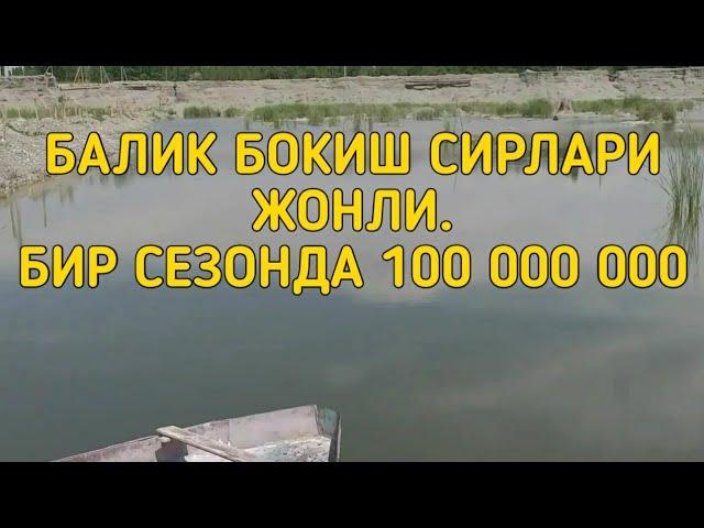 Балик бокиш сирлари жонли