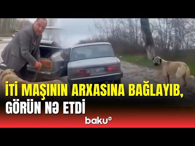 Şamaxıda itə qarşı amansız davranış | Araşdırma aparılır