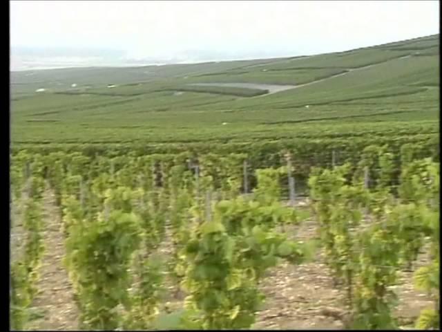 Sparkling Wine Making