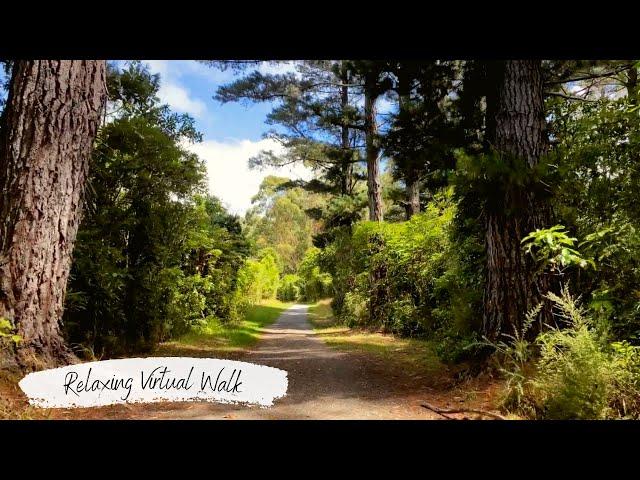 Relaxing Walk in Nature | Gum Loop Track New Zealand