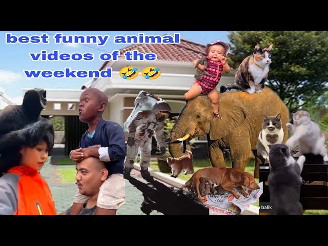 Funniest ANIMAL Videos of the Weekend 2024 Will Make You LAUGH Uncontrollably 