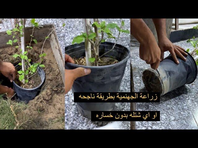 الطريقة الصحيحة لزراعة الجهنمية او اي شتله بدون ما تخسرها