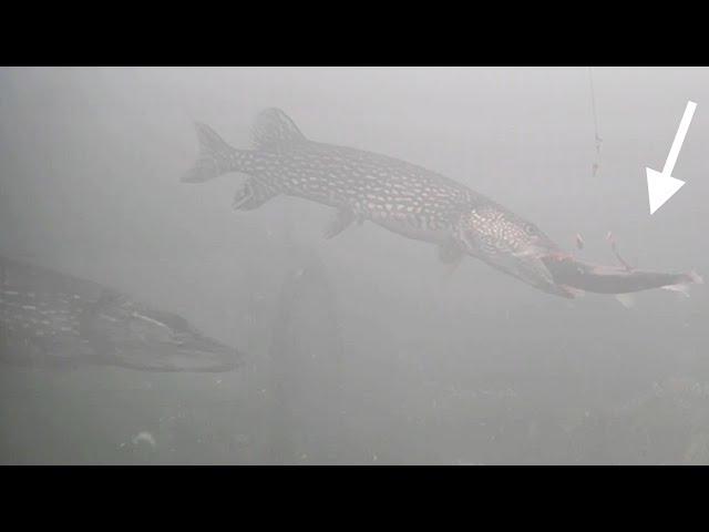 MUSKIE, PIKE & BASS! Ice Fishing with GIANT Sucker Minnow