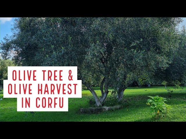 Olive Oil: The Gold of Corfu and Greece!