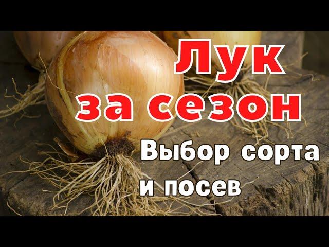 В чем заключается успех посева. Лук из семян. Обзор семян лука