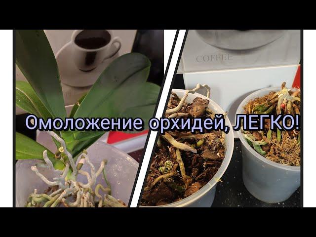 Омоложение очень взрослых орхидей, ЛЕГКО#обзор#омоложение#орхидеи#цветы#цветоводство