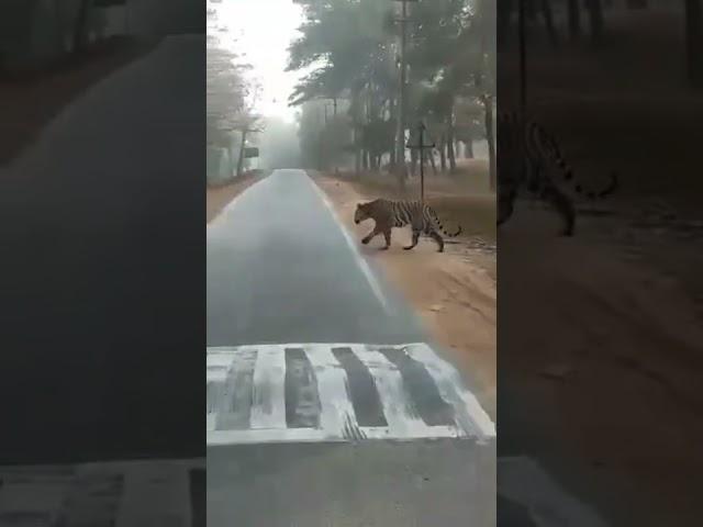 Bandipur Tiger Reserve