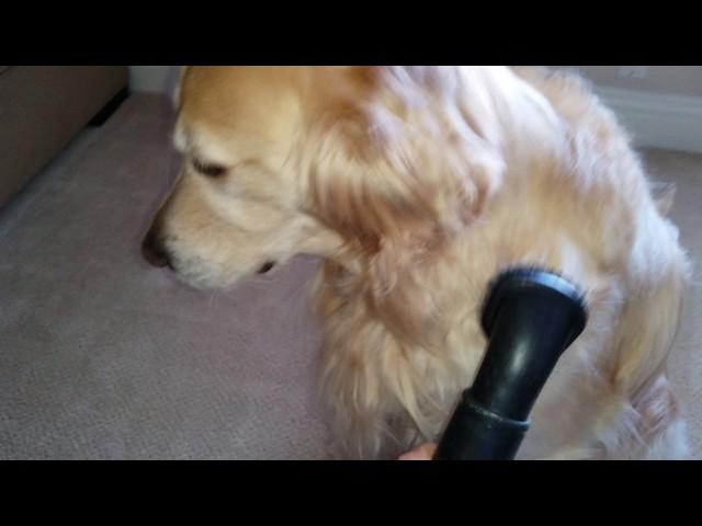 Golden Retriever Loves To Be Vacuumed & Massaged with Vacuum Cleaner Brush