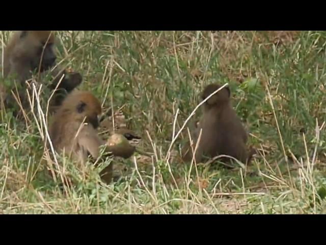 babuns eat fruits of baobab 4